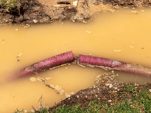 Best Carpet water damage restoration  in Elkader, IA